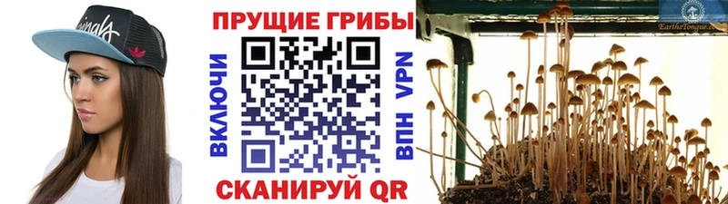 Галлюциногенные грибы Psilocybine cubensis  как найти закладки  Гусь-Хрустальный 